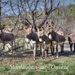 montauban sur l'ouvèze