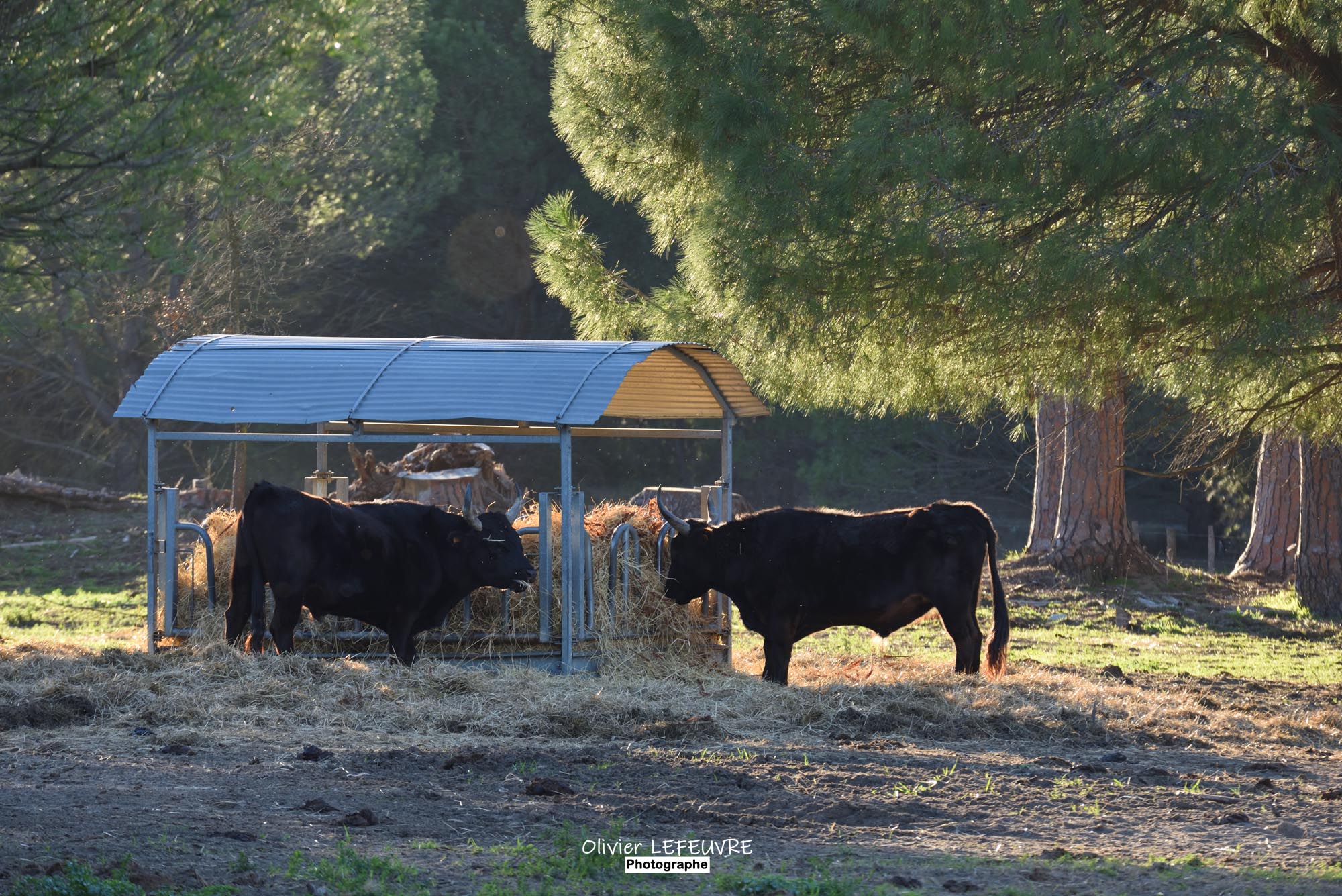 Deux jours en Camargue